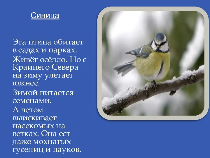 Синица Эта птица обитает в садах и парках. Живёт осёдло. Но