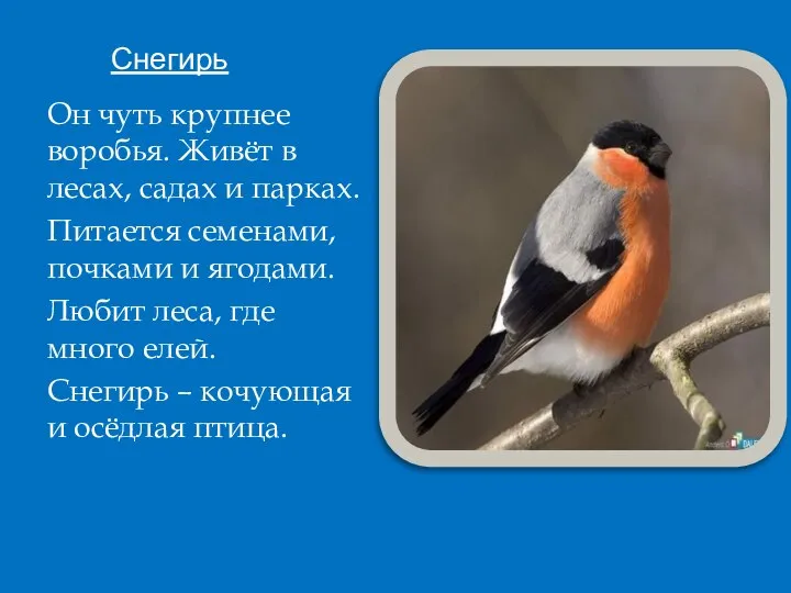 Снегирь Он чуть крупнее воробья. Живёт в лесах, садах и парках.