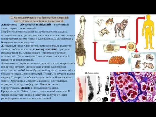 10. Морфологические особенности, жизненный цикл, патогенное действие альвеококка. Альвеококк – Alveococcus