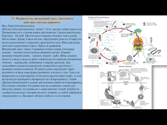 13. Морфология, жизненный цикл, патогенное действие лентеца широкого. Вид: Diphyllobothriumlatum Диагностические