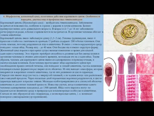 6. Морфология, жизненный цикл, патогенное действие карликового цепня. Особенности передачи, диагностика