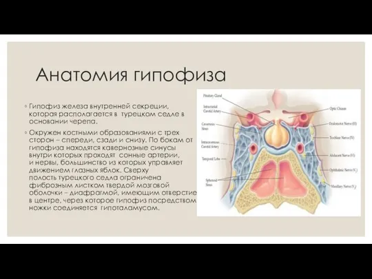Анатомия гипофиза Гипофиз железа внутренней секреции, которая располагается в турецком седле