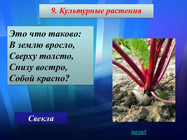 9. Культурные растения Это что таково: В землю вросло, Сверху толсто,