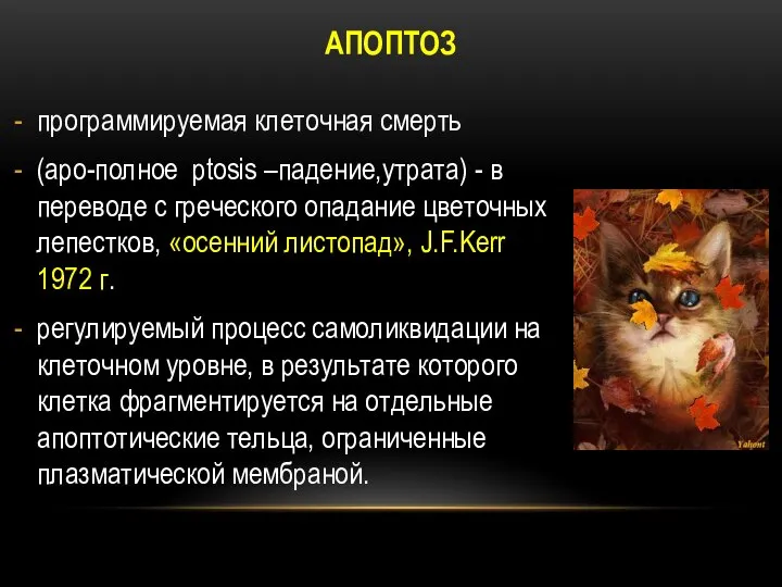 АПОПТОЗ программируемая клеточная смерть (apo-полное ptosis –падение,утрата) - в переводе с