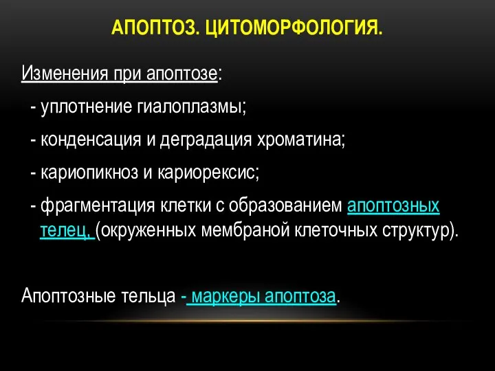 АПОПТОЗ. ЦИТОМОРФОЛОГИЯ. Изменения при апоптозе: - уплотнение гиалоплазмы; - конденсация и