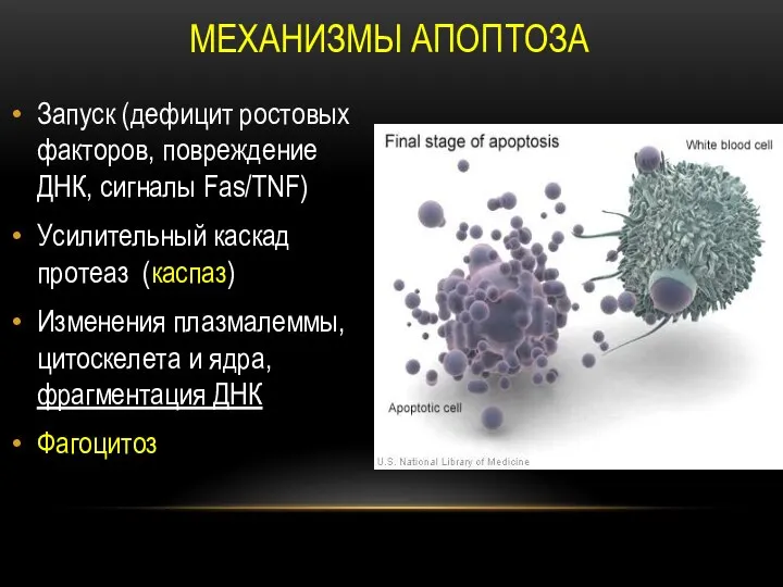 МЕХАНИЗМЫ АПОПТОЗА Запуск (дефицит ростовых факторов, повреждение ДНК, сигналы Fas/TNF) Усилительный