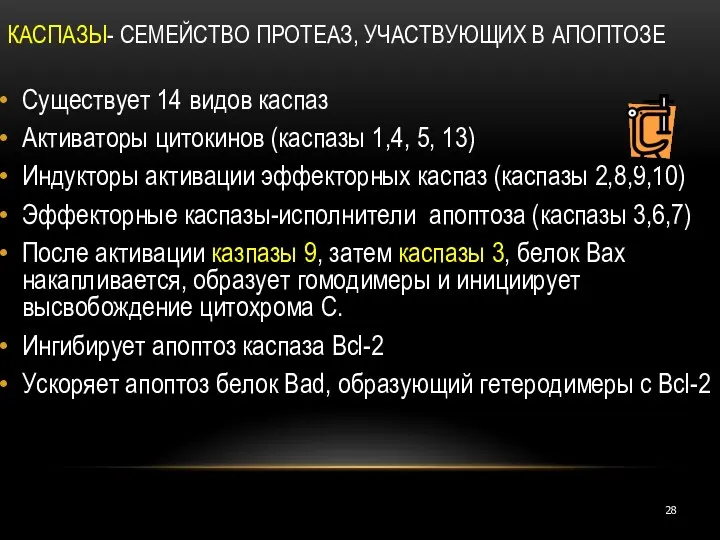 КАСПАЗЫ- СЕМЕЙСТВО ПРОТЕАЗ, УЧАСТВУЮЩИХ В АПОПТОЗЕ Существует 14 видов каспаз Активаторы