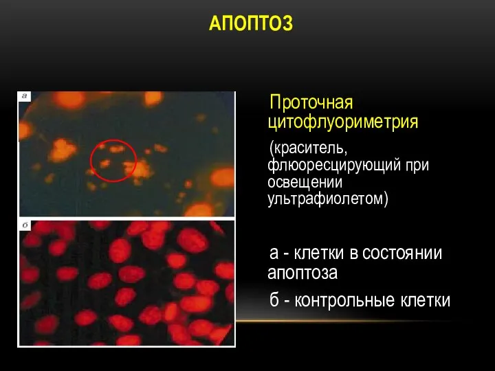 АПОПТОЗ Проточная цитофлуориметрия (краситель, флюоресцирующий при освещении ультрафиолетом) а - клетки
