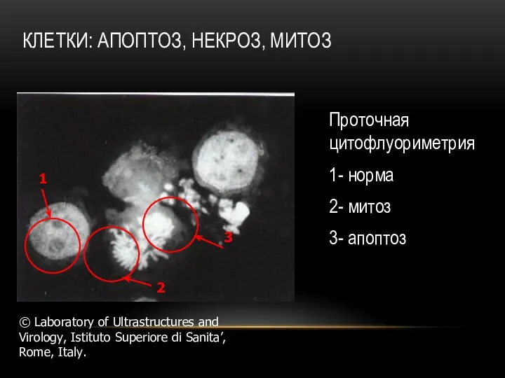 КЛЕТКИ: АПОПТОЗ, НЕКРОЗ, МИТОЗ Проточная цитофлуориметрия 1- норма 2- митоз 3-