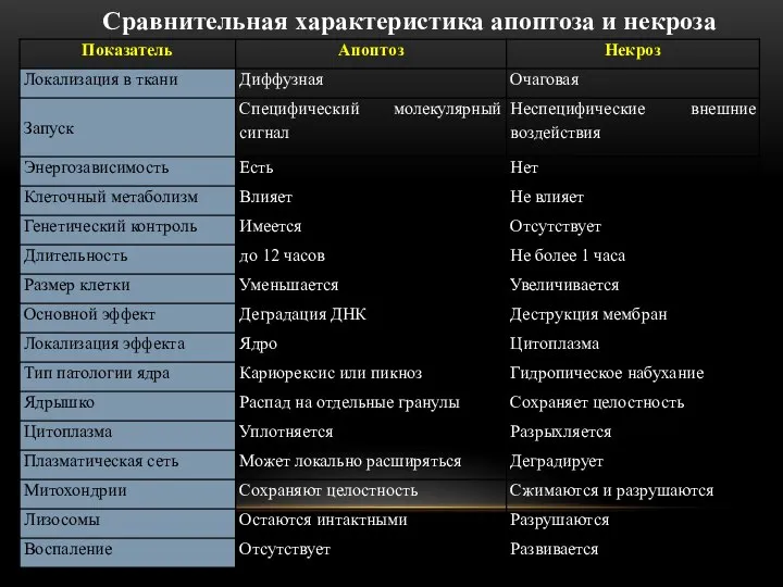 Сравнительная характеристика апоптоза и некроза