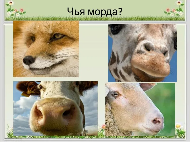 Чья морда?