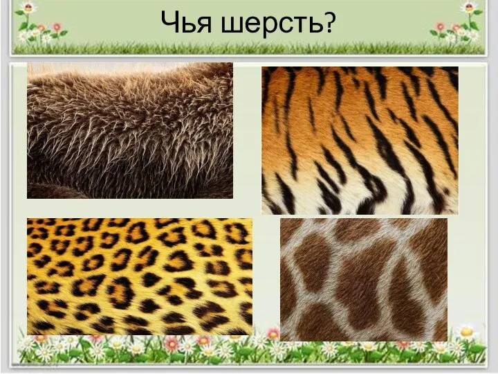 Чья шерсть?