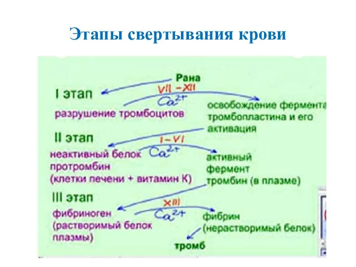 Этапы свертывания крови