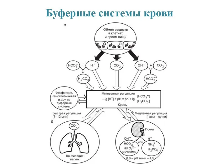 Буферные системы крови