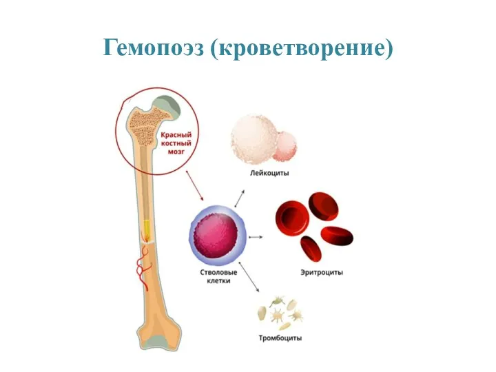 Гемопоэз (кроветворение)