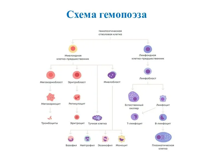 Схема гемопоэза