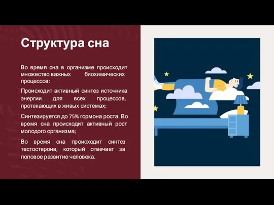 Структура сна Во время сна в организме происходит множество важных биохимических