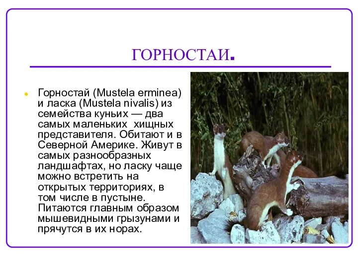 ГОРНОСТАИ. Горностай (Mustela erminea) и ласка (Mustela nivalis) из семейства куньих
