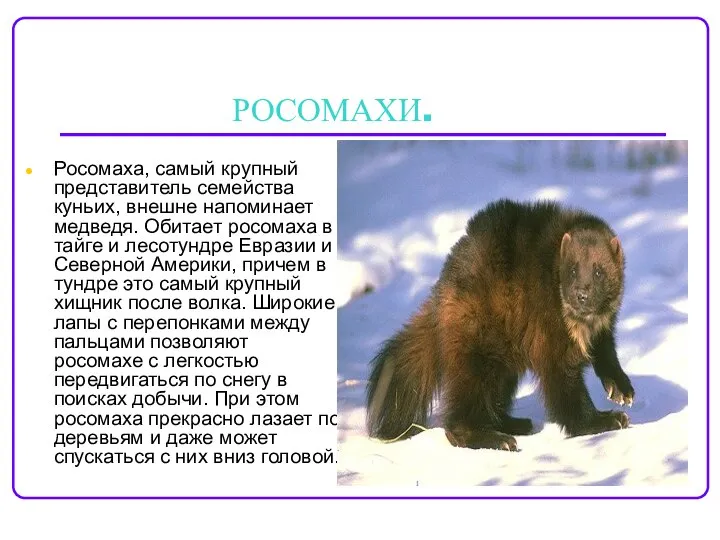 РОСОМАХИ. Росомаха, самый крупный представитель семейства куньих, внешне напоминает медведя. Обитает