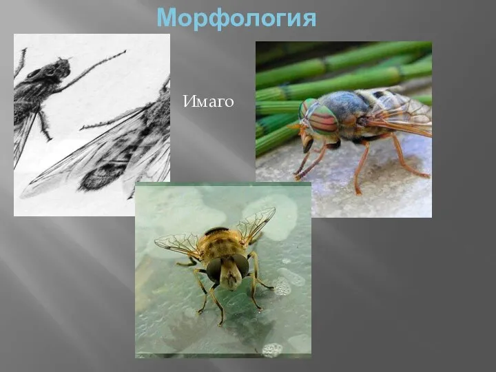 Морфология Имаго