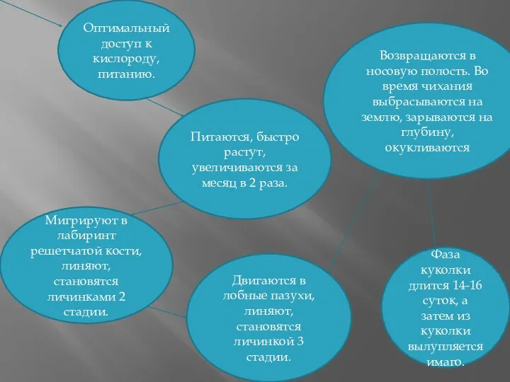 Оптимальный доступ к кислороду, питанию. Питаются, быстро растут, увеличиваются за месяц