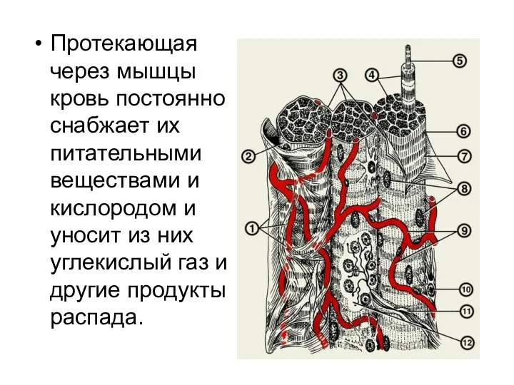 Протекающая через мышцы кровь постоянно снабжает их питательными веществами и кислородом