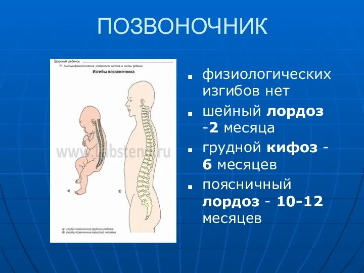 ПОЗВОНОЧНИК физиологических изгибов нет шейный лордоз -2 месяца грудной кифоз -