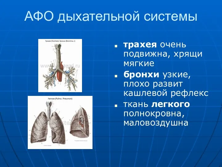 АФО дыхательной системы трахея очень подвижна, хрящи мягкие бронхи узкие, плохо