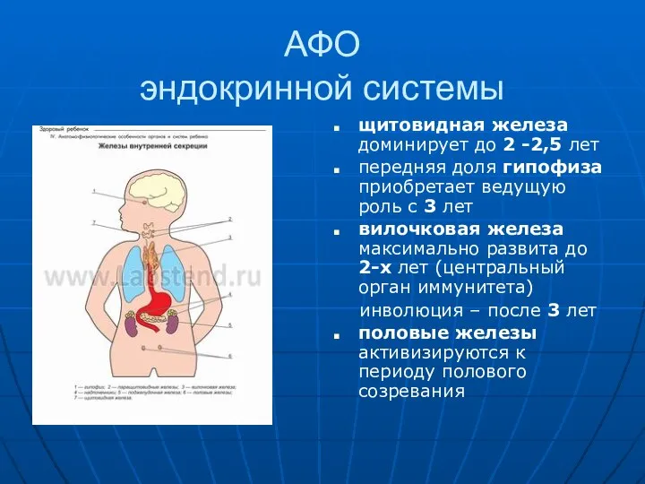 АФО эндокринной системы щитовидная железа доминирует до 2 -2,5 лет передняя