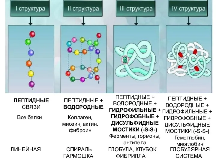 ПЕПТИДНЫЕ СВЯЗИ ПЕПТИДНЫЕ + ВОДОРОДНЫЕ ПЕПТИДНЫЕ + ВОДОРОДНЫЕ + ГИДРОФИЛЬНЫЕ +