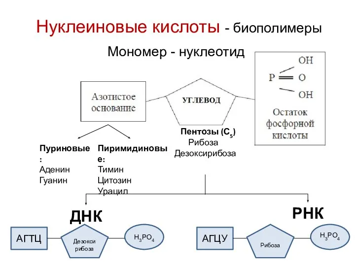 Нуклеиновые кислоты - биополимеры Мономер - нуклеотид Пуриновые: Аденин Гуанин Пиримидиновые: