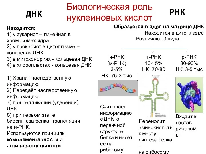 Биологическая роль нуклеиновых кислот ДНК РНК Находится: 1) у эукариот –