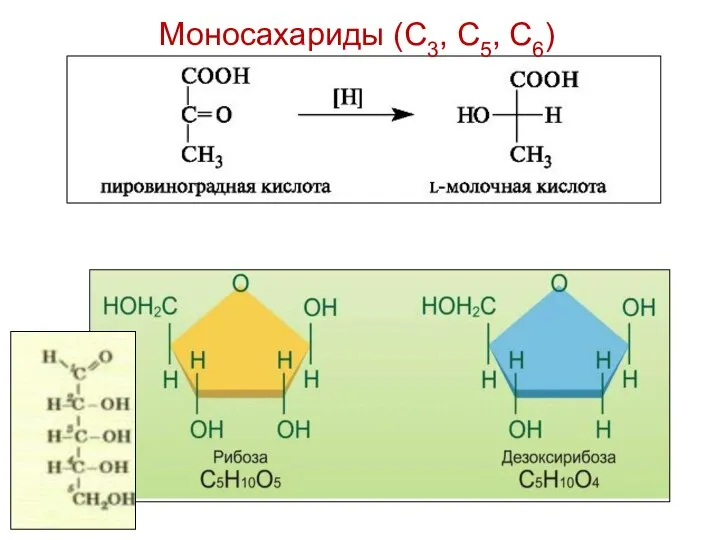 Моносахариды (С3, С5, С6)