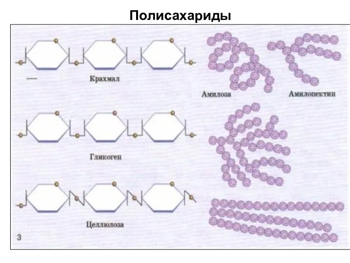 Полисахариды