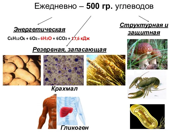 Ежедневно – 500 гр. углеводов Энергетическая С6Н12О6 + 6О2 = 6Н2О