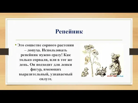 Репейник Это соцветие сорного растения – лопуха. Использовать репейник нужно сразу!