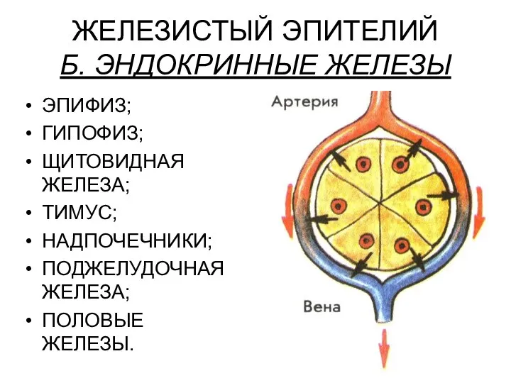 ЖЕЛЕЗИСТЫЙ ЭПИТЕЛИЙ Б. ЭНДОКРИННЫЕ ЖЕЛЕЗЫ ЭПИФИЗ; ГИПОФИЗ; ЩИТОВИДНАЯ ЖЕЛЕЗА; ТИМУС; НАДПОЧЕЧНИКИ; ПОДЖЕЛУДОЧНАЯ ЖЕЛЕЗА; ПОЛОВЫЕ ЖЕЛЕЗЫ.