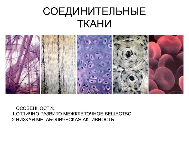 СОЕДИНИТЕЛЬНЫЕ ТКАНИ ОСОБЕННОСТИ: ОТЛИЧНО РАЗВИТО МЕЖКЛЕТОЧНОЕ ВЕЩЕСТВО НИЗКАЯ МЕТАБОЛИЧЕСКАЯ АКТИВНОСТЬ