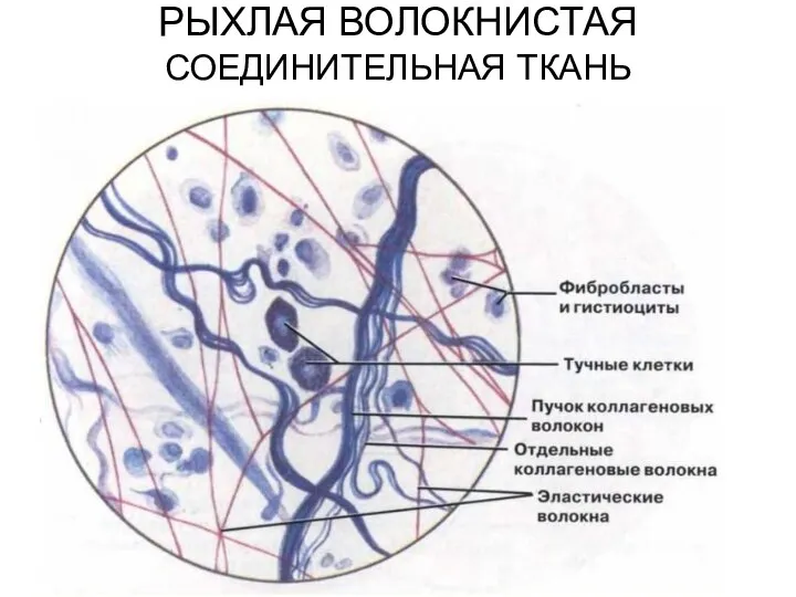 РЫХЛАЯ ВОЛОКНИСТАЯ СОЕДИНИТЕЛЬНАЯ ТКАНЬ