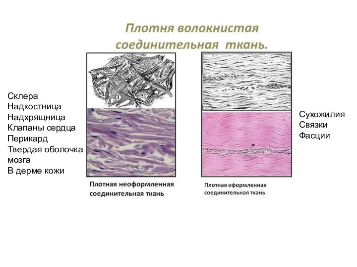 Склера Надкостница Надхрящница Клапаны сердца Перикард Твердая оболочка мозга В дерме кожи Сухожилия Связки Фасции