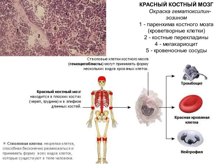 КРАСНЫЙ КОСТНЫЙ МОЗГ Окраска гематоксилин-эозином 1 - паренхима костного мозга (кроветворные