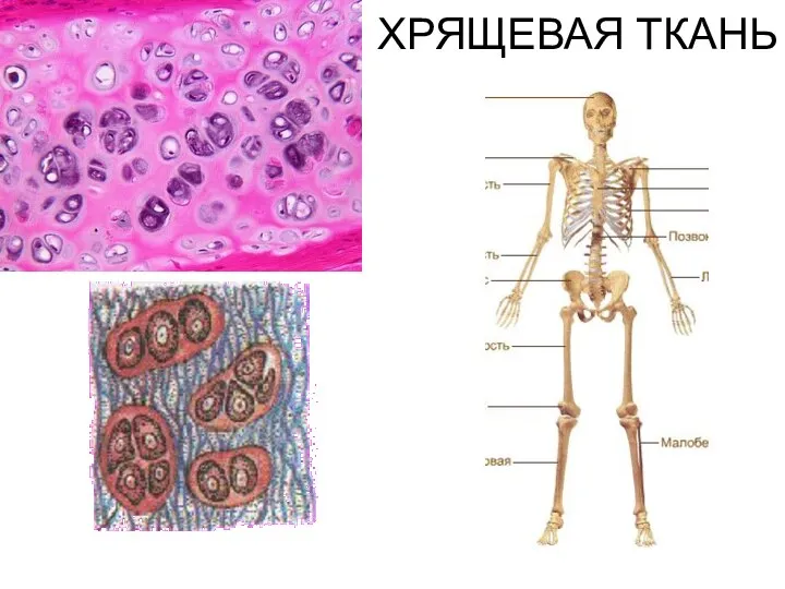 ХРЯЩЕВАЯ ТКАНЬ