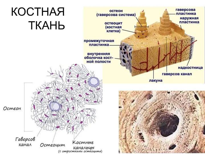 КОСТНАЯ ТКАНЬ