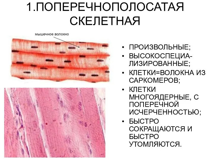 1.ПОПЕРЕЧНОПОЛОСАТАЯ СКЕЛЕТНАЯ ПРОИЗВОЛЬНЫЕ; ВЫСОКОСПЕЦИА-ЛИЗИРОВАННЫЕ; КЛЕТКИ=ВОЛОКНА ИЗ САРКОМЕРОВ; КЛЕТКИ МНОГОЯДЕРНЫЕ, С ПОПЕРЕЧНОЙ