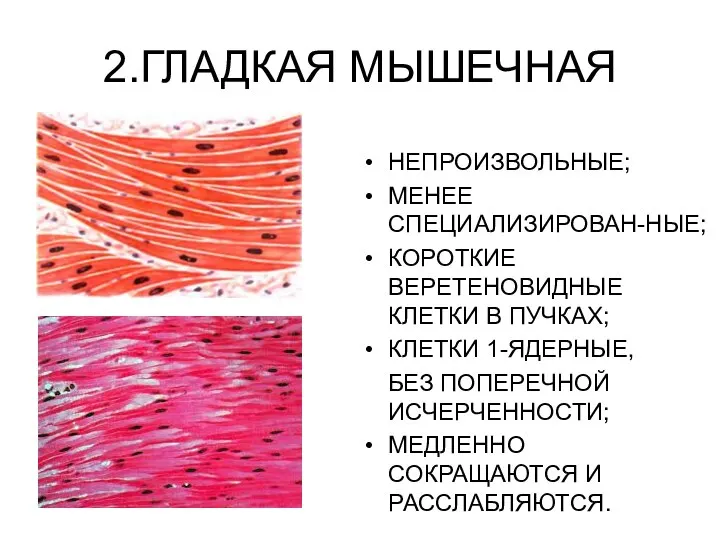 2.ГЛАДКАЯ МЫШЕЧНАЯ НЕПРОИЗВОЛЬНЫЕ; МЕНЕЕ СПЕЦИАЛИЗИРОВАН-НЫЕ; КОРОТКИЕ ВЕРЕТЕНОВИДНЫЕ КЛЕТКИ В ПУЧКАХ; КЛЕТКИ