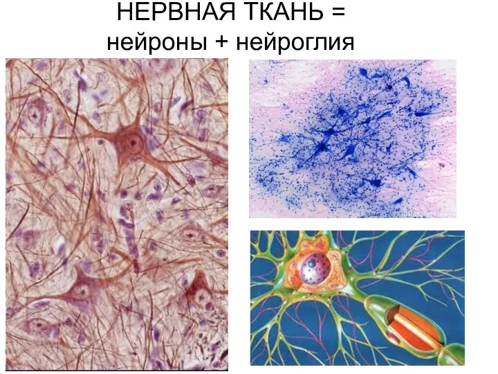 НЕРВНАЯ ТКАНЬ = нейроны + нейроглия