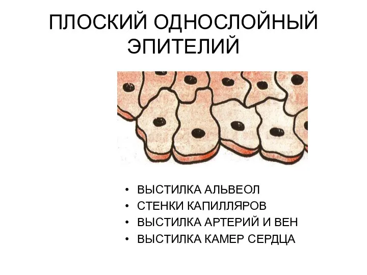 ПЛОСКИЙ ОДНОСЛОЙНЫЙ ЭПИТЕЛИЙ ВЫСТИЛКА АЛЬВЕОЛ СТЕНКИ КАПИЛЛЯРОВ ВЫСТИЛКА АРТЕРИЙ И ВЕН ВЫСТИЛКА КАМЕР СЕРДЦА