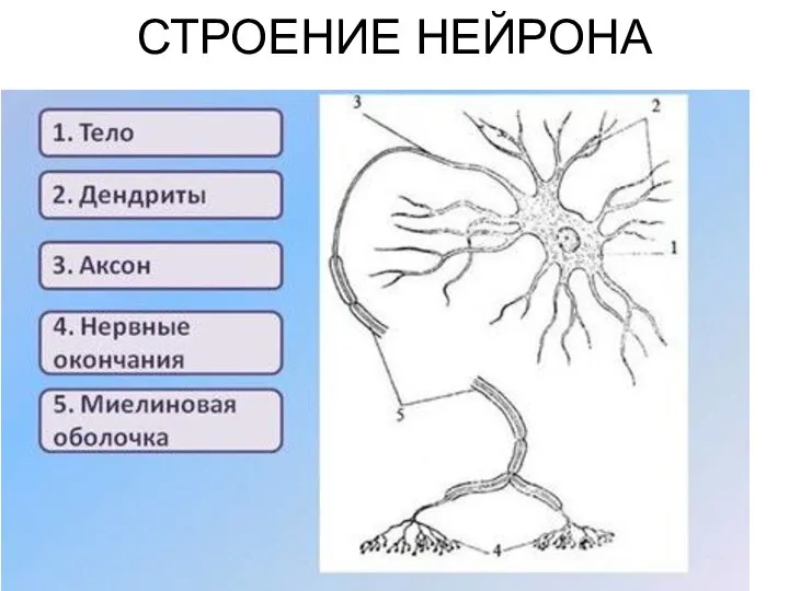 СТРОЕНИЕ НЕЙРОНА