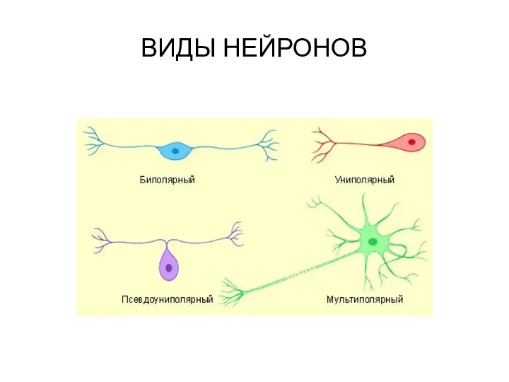 ВИДЫ НЕЙРОНОВ