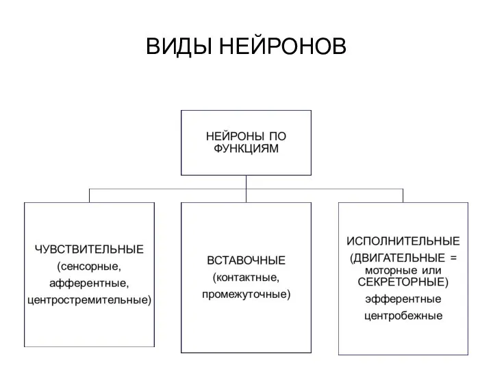 ВИДЫ НЕЙРОНОВ